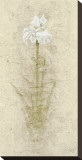 Iris I