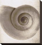 Snail Shell