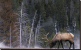 Bull Elk  Wyoming