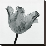 Parrot Tulip I