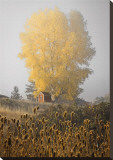 Yellow Tree and Teasel