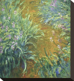 The Path in the Iris Garden