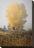 Yellow Tree and Teasel