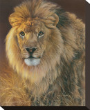 Power and Presence: African Lion