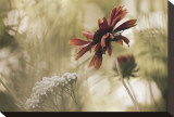 Whisper on the Wind