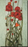 Poppy Garden