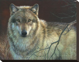 Uninterrupted Stare: Gray Wolf