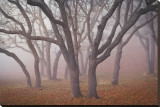 Pilot Road Trees