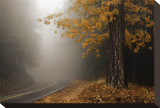 Yellow Leaves in Fog