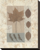 Copper Beech
