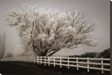 Frosted Tree and Fence