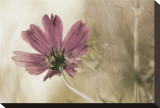 Ode to Innocence