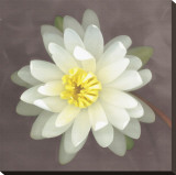 Water Lily