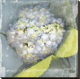 Antique Bloom