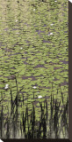 Lily Pond II