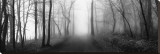 Woodland Walk