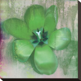 Tulip Fresco (green)