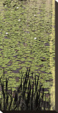 Lily Pond III