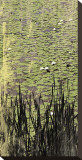 Lily Pond I