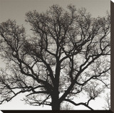 Early Winter Tree