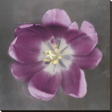 Purple Tulip