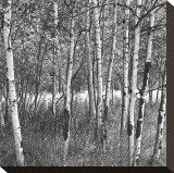 Birch Forest