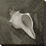 Coastal Antique