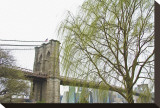 Brooklyn Bridge and Willow
