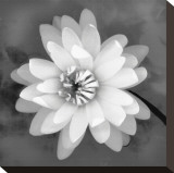 Water Lily