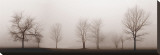 Misty Meadow