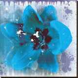 Tulip Fresco (blue)