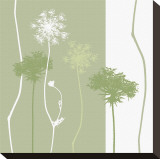 Queen Anne's Lace
