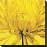 Yellow Mum IV