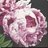 Peony II