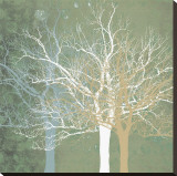 Quiet Forest