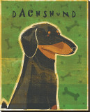 Dachshund