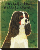Cavalier King Charles (tri-color)