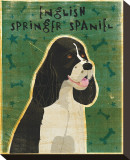 English Springer Spaniel (black and white)