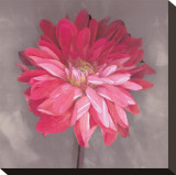 Pink Zinnia