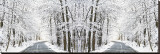 Two Roads Diverged in a Snowy Wood