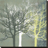 Tranquil Forest