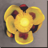 Waterlily
