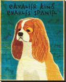 Cavalier King Charles (blenheim)