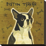 Boston Terrier