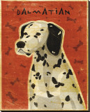 Dalmation