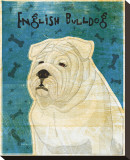 English Bulldog