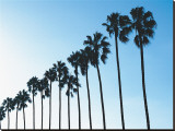 La Jolla Palms