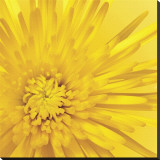 Yellow Mum III