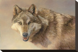 Wolf Portrait
