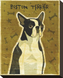 Boston Terrier